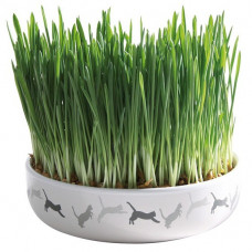Kattgräs i keramikskål - 50g
